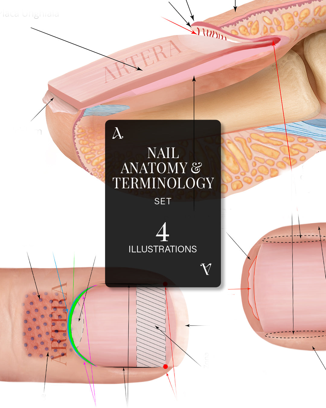 Anatomia și Terminologia Unghiei - Set 4 ilustrații